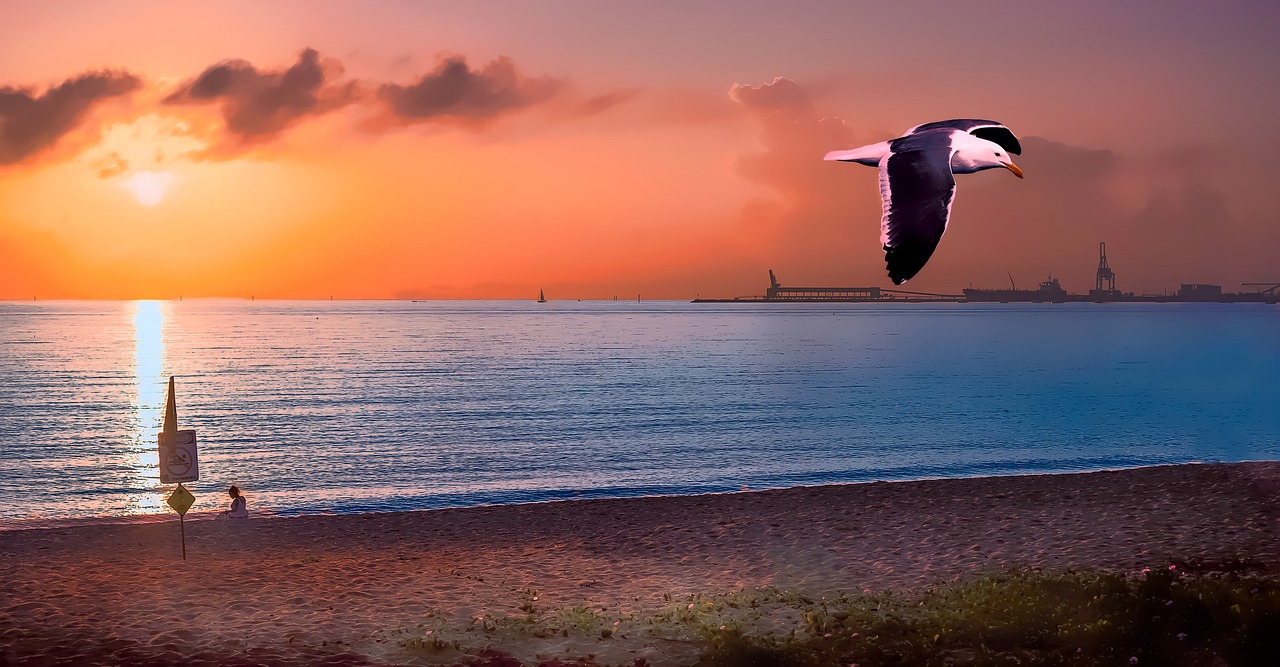 sunrise, beach, main beach, nature, strand, townsville strand